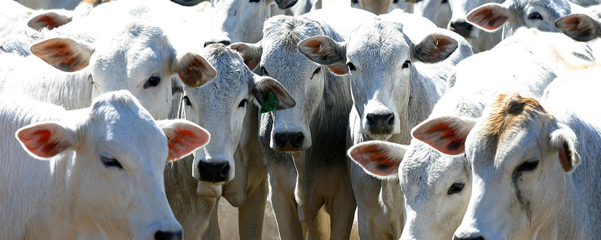 Prevenção de bicheira em bezerros: mais produtividade para sua fazenda