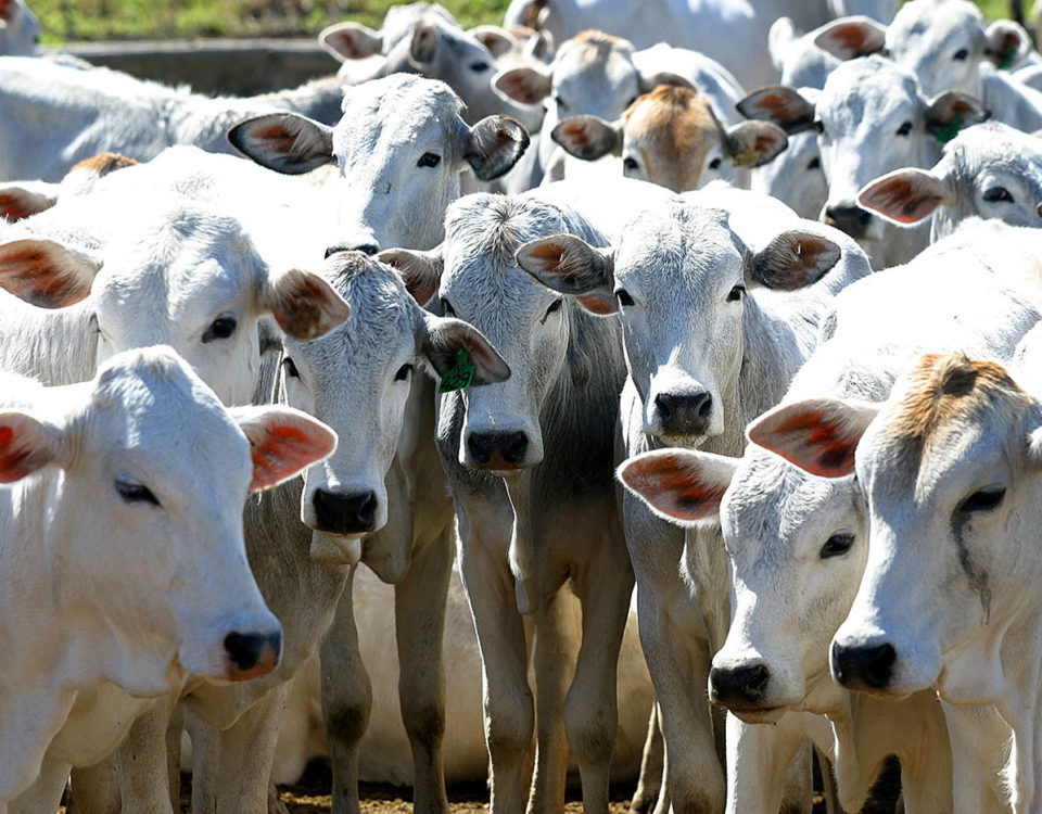 Prevenção de bicheira em bezerros: mais produtividade para sua fazenda