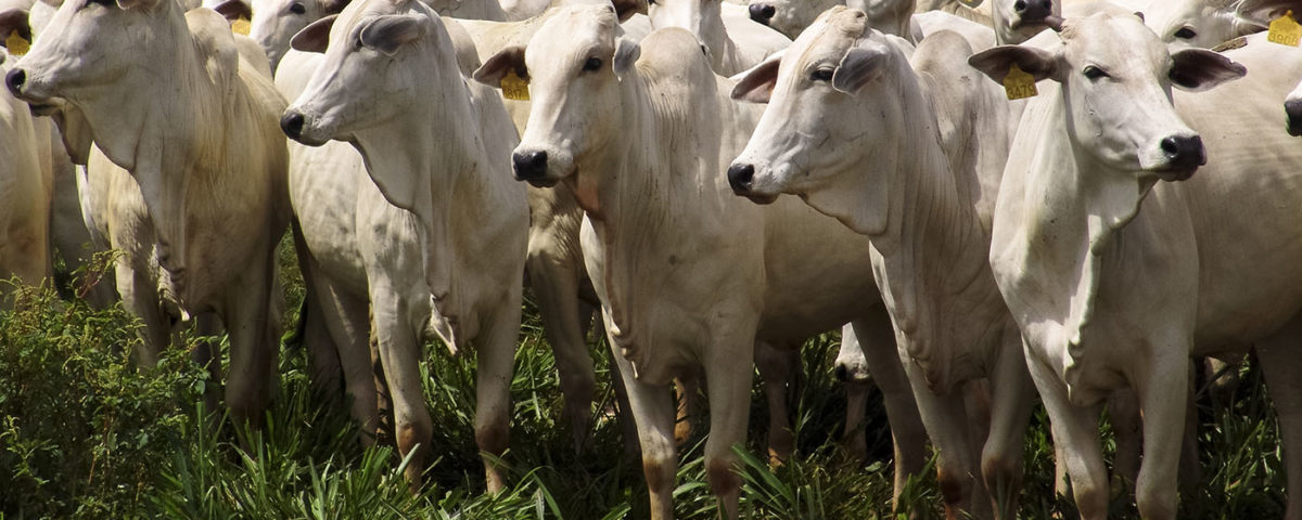 Miíase após a castração em bovinos.